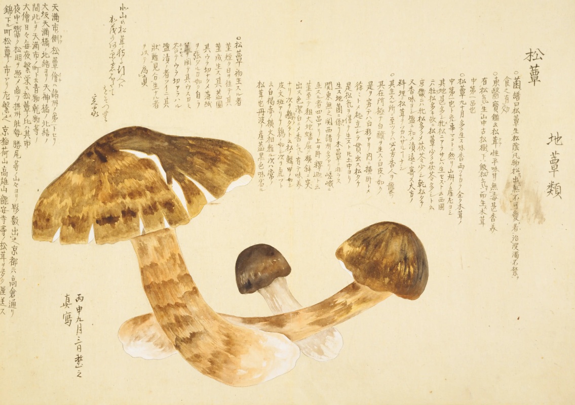 梅元壽 輯寫. 梅園菌譜, 文政8-天保11 [1825-1840] 寫, (梅園画譜), 10.11501/1286916. 